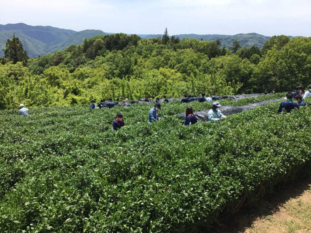探究活動　高梁市で茶摘みを行いました。