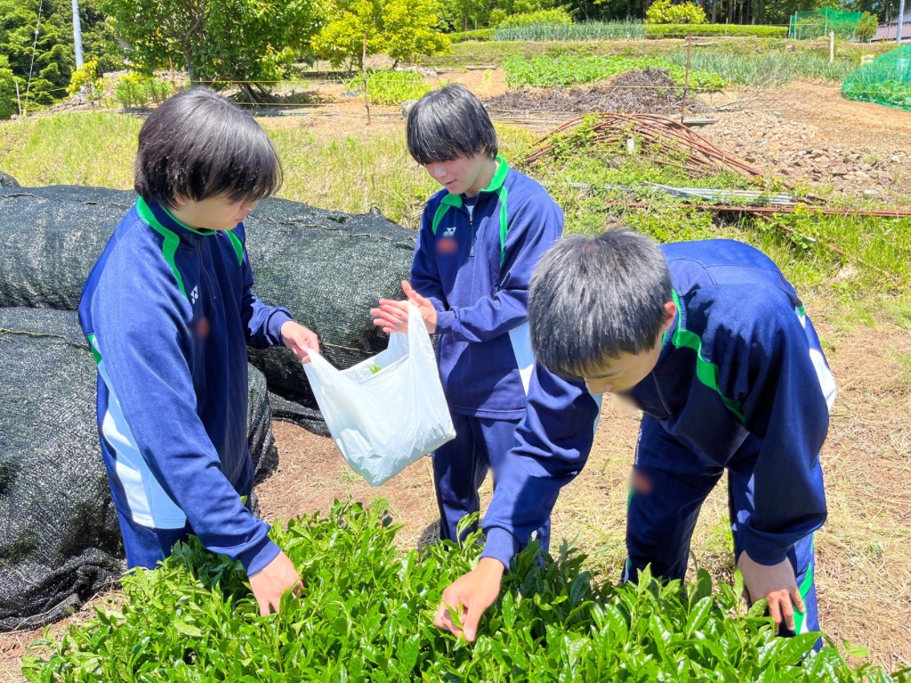 2年 特進・進学 茶摘み体験